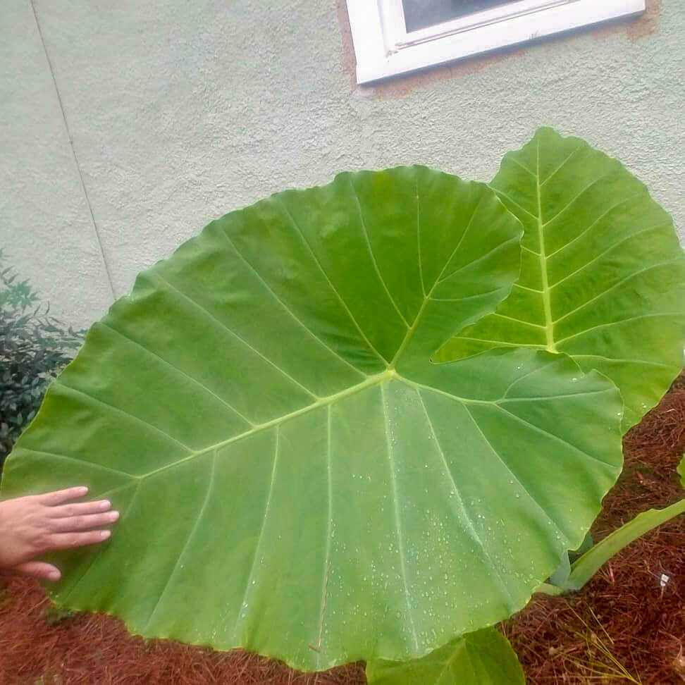 Thai Elephant Ear plant